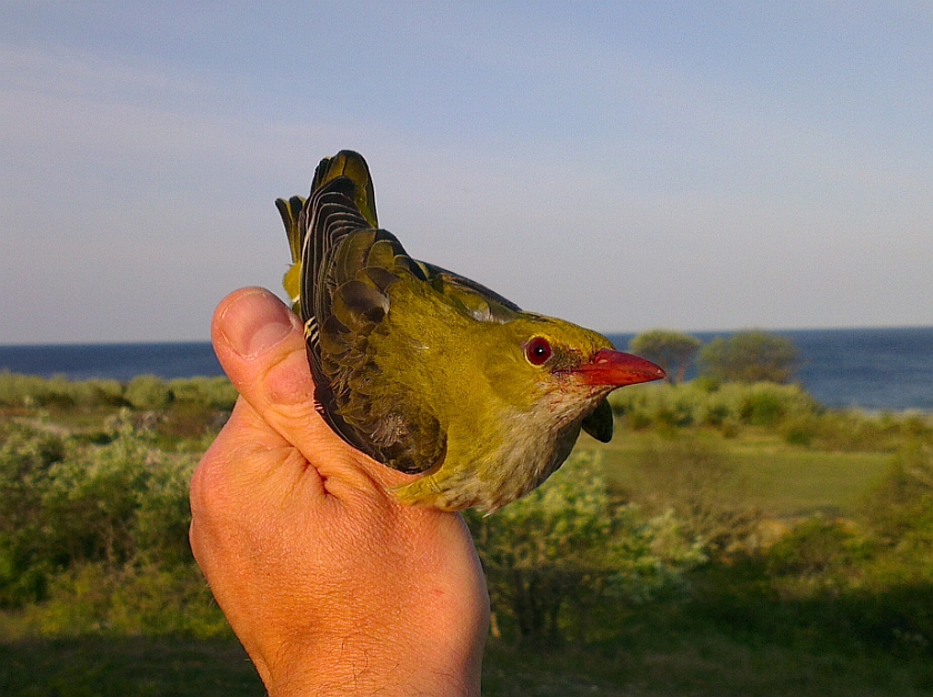 Eurasian Golden Oriole, Sundre 20120523